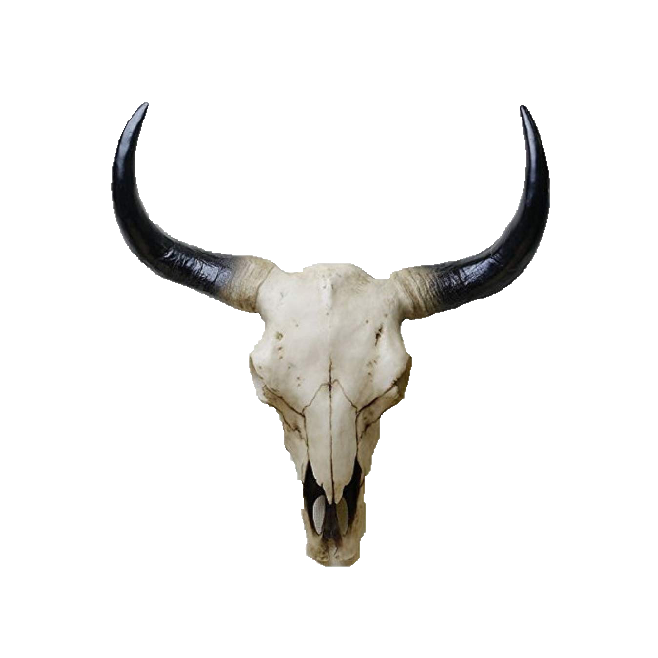Steer Skull